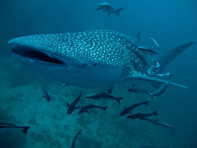 Ein Walhai, der grte Hai und der grte Fisch der Welt